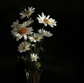 Just daisies / ***