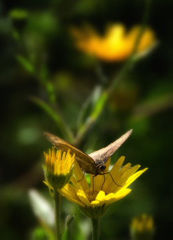 Butterfly 3 / Brauner Waldvogel