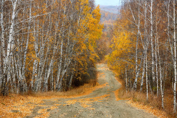 Autumn road / ***