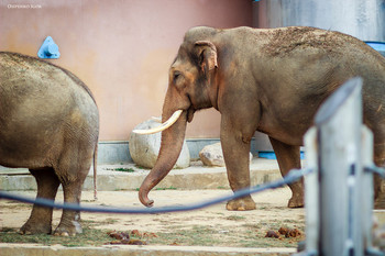 elephant / ***