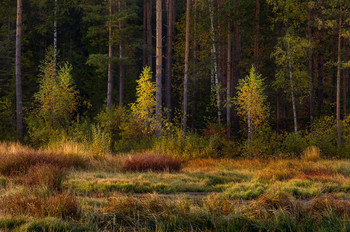 In the morning light / ***