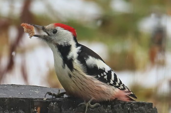 Middle spotted woodpecker / ***