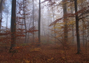 Misty autumn / ***