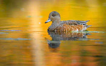 American Wigeon (female) ~ Fall migration 2020 / ***