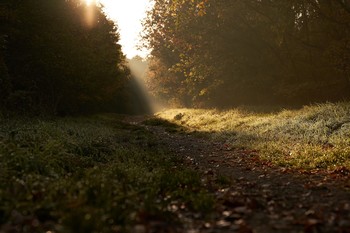 Morgentau / Erster Frost