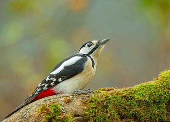 Great Spotted Woodpecker / .....