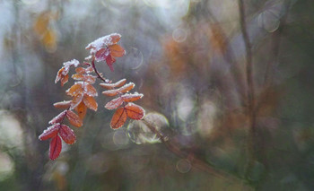 Breath of winter / ***