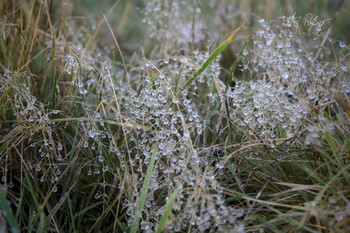 Winterbeeren / Gefrorene Wassertropfen im Gras.