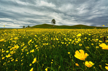 Spring storm / ***