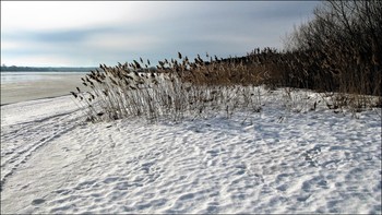 Reed / ***