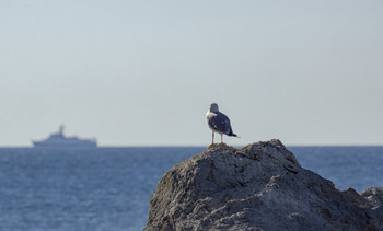 Since escort ships ... / ***