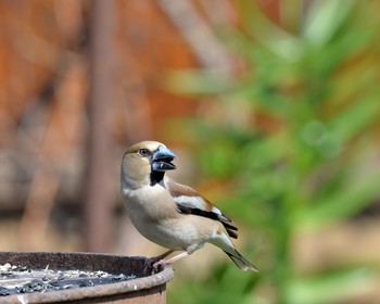 Grosbeak / ***