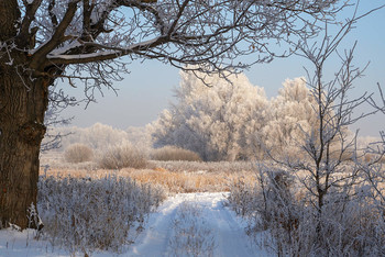 Frost. / ***