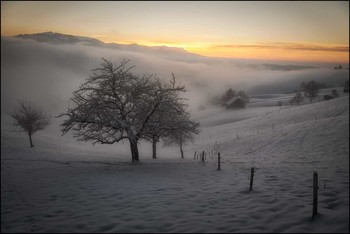 Apfelbaum / Im Nebel