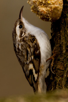 &nbsp; / aufgenommen an einem Futterplatz am täglichen Rundwanderweg