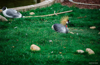 Crowned Crane / ***