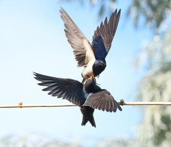Swallows / ***