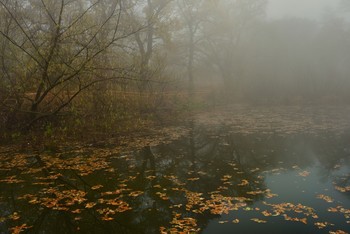 At the pond / ***
