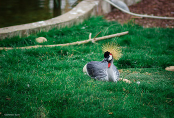 Crowned Crane / ***