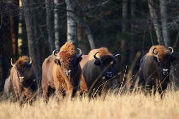 Pashkevich68 / Pashkevich68