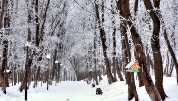 In a snowy park / ***