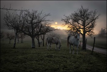 Pferde im Nebel / Weide