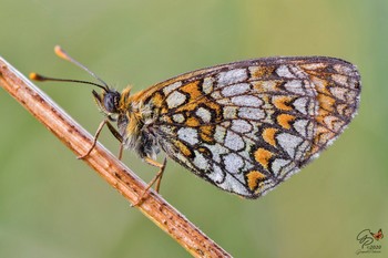 Butterfly / Melitaea nevadensis