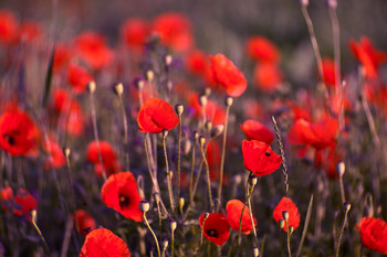 Poppies / ___