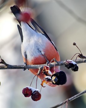 Hungry ... / ***