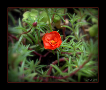 The Scarlet Flower / [img]https://i.imgur.com/N8j3dHu.jpg[/img]