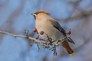 Waxwing. / ***