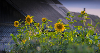 Sunflowers / ***