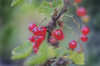 Redcurrant / ***