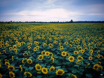 Sunflowers / ***