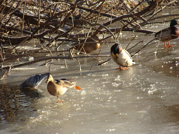 Figure skating / ***