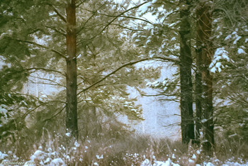 In the pine forest / ...