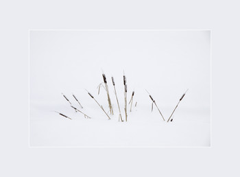 Remembrance of things past summer / ...