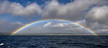 marine rainbow / ***