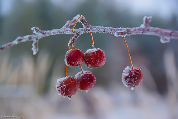 Winter Cherry / ...