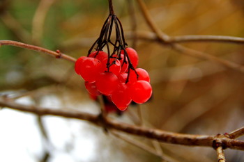 Red viburnum / ***