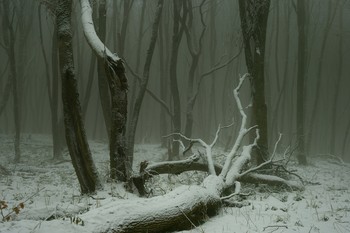 winters in the forest / ***