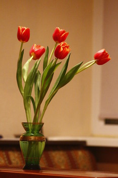 Tulips / ***