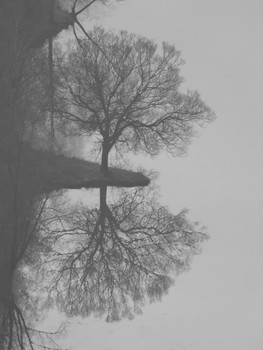 Baum am Teich / diese Spiegelung sah ich aus großer Entfernung, mit 600 mm Brennweite entstand dieses Bild