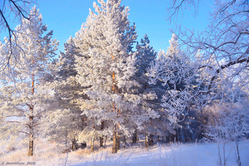 in the winter forest / ...