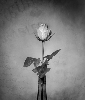 Rose / Black and white shot of a single stem rose in a bottle.