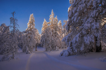 evening in the forest / ***