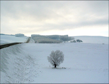 Winter landscape / ***