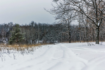 in the winter forest / ***
