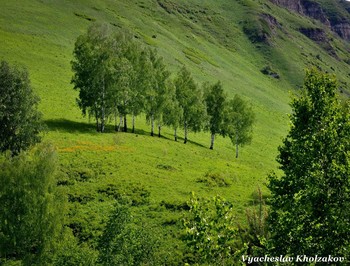 Birches / ***