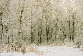 winters in the forest / ...